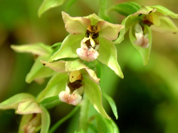 Epipactis  muelleri